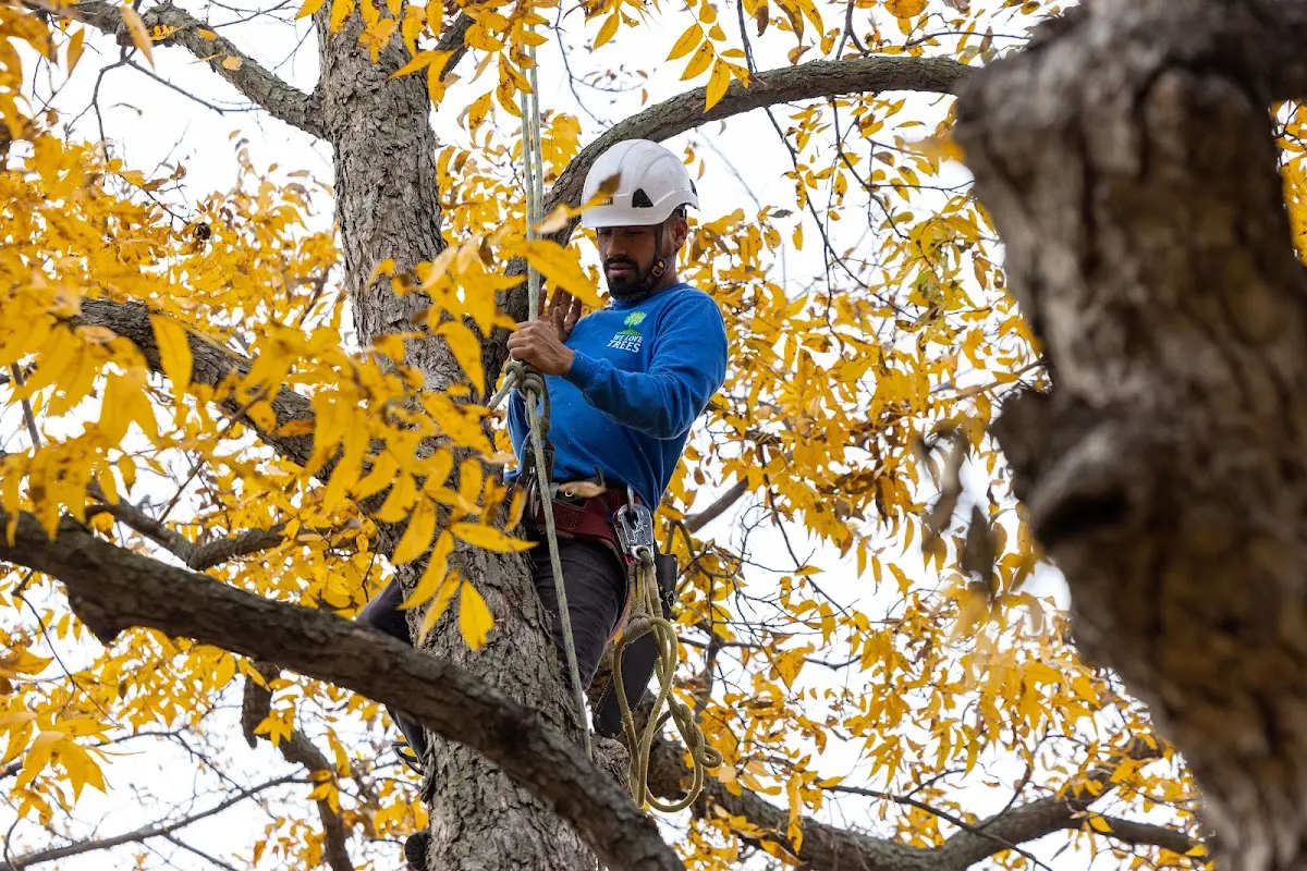 Skilled Tree Planing crew working in Acra